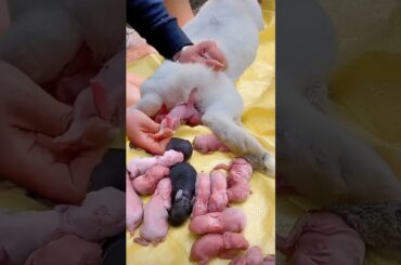 Baby rabbit  - The Cutest Baby Rabbits Grow Up #pets #animals