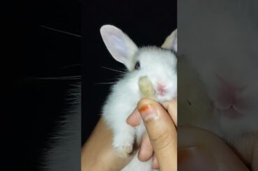 Cute Bunny baby #bunnybaby #rabbit #animal #cute #pets #bunny #love #bunny #honeybunny #bunnylife