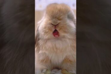 Leisure time of cute little rabbits #rabbit #cuteanimal #bunny