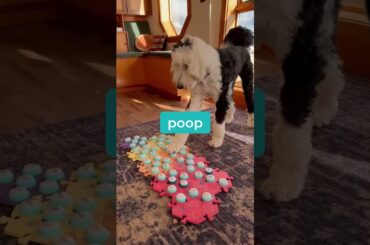 Buns is a lady of routine... | What About Bunny #fluentpet #whataboutbunny