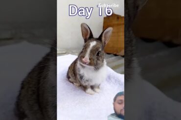 Rabbit Growth period - Baby rabbits grow Up #animals#shorts