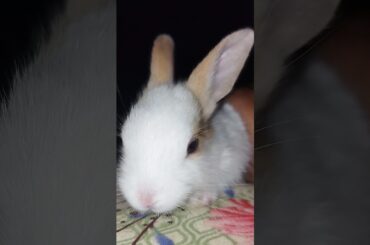 Cute Baby #bunny #bunnybaby #cute #cutebaby #pets #rabbit #badbunny  #bugsbunny #easterbunny