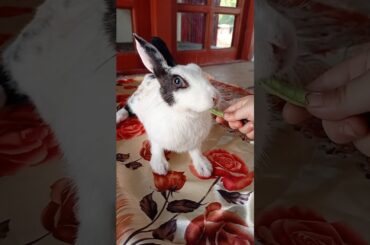 Cute baby feeds the bunny #shorts #ytshorts #pets