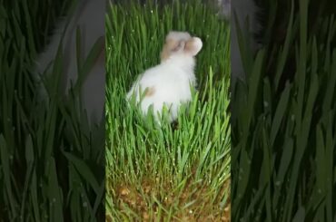 Bored baby bunny #bunnybaby #rabbit #honeybunny #easterbunny #smallpet #petrabbit #pet #petbunny