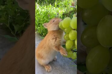 Cute rabbit eats grapes