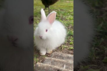 Cute rabbit #cottonballcrew #bunny #rabbit #cute #pets #shorts #trending