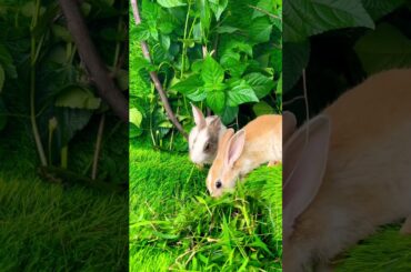 Cute rabbit //cute bunny #barbie #pink #doll #kawaii #music #y2k #bunny