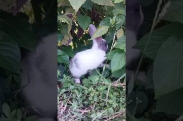 Cute rabbit//Cute Bunny//beautiful animal//#rabbit #dog #puppy #shortfeed #beautiful #pets #cute