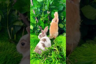 Cute rabbit //cute bunny #masukberanda #hijab #hijabstyle #tutorial #makeup