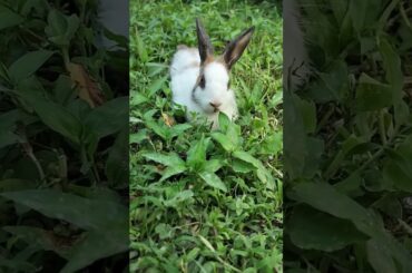 Relaxing bunny # cute #rabbit #pets #bunny #shorts #shortvideo
