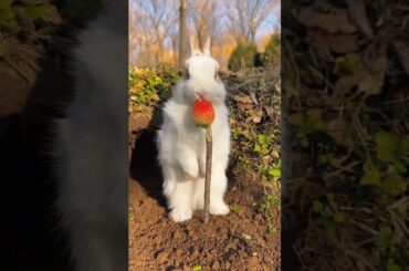 Cute rabbit eats grapes and strawberry #shorts #shortsfeed #animals #trending