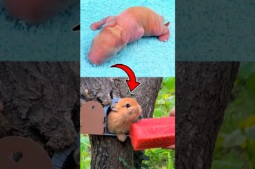 Little rabbit growth - Baby BUNNY 1 To 17 days #pets #animals