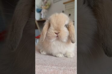 HE'S GROWING UP SO FAST #rabbit #animal #bunny #petrabbit #cute