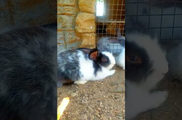 Cute baby rabbit #91