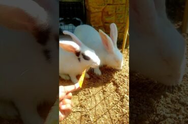 Cute baby rabbit #90