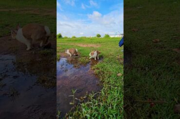 Baby rabbits enjoy the natural field #cute #rabbit