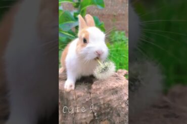 The little rabbits who love to eat dandelions are so cute  #rabbit #cuteanimal #bunnys