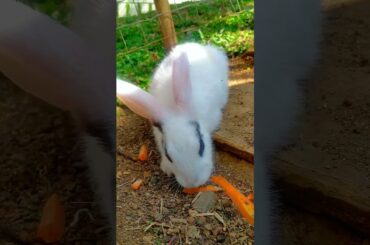 Cute baby rabbit #93