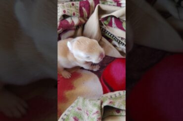 Baby bunny....#shorts #cutebaby