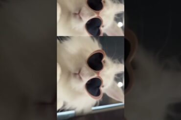 Cute rabbit and thread painting #funny #bunny #pets #rabbit #cute #youtubeshorts #animal