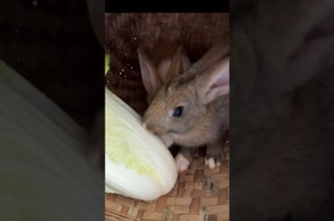 #shorts-Super cute baby rabbit eating cabbagge