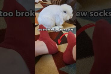 Cute Bunny Is The Boss