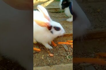 Cute baby rabbit #94