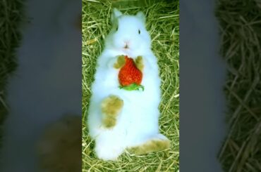 Cute rabbit and its strawberry # 69
