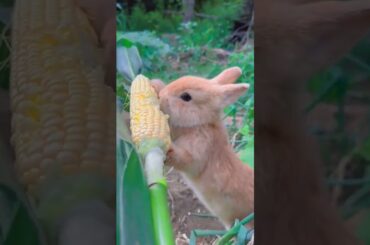 #cute  #rabbit #funny #funnyvideo #shortsvideo