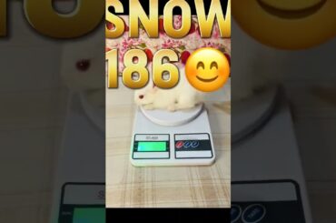 Cute rabbit babiesweight in gram #shorts #asmr #cute #baby #rabbit #bunny