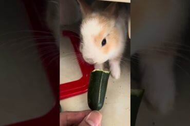 Cute Rabbit eating #shorts #cuterabbit #bunny #cute #pets #petrabbit #animals #cuteanimals #funny