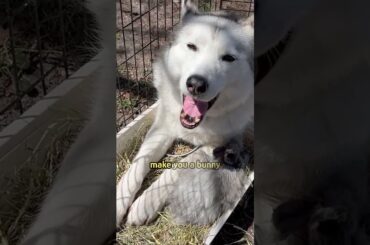 Dog thinks she's a bunny