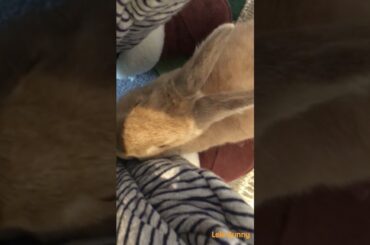 baby bunny /Lele Bunny/ #bunny #babyanimals #rabbit #babypets #pets #smartrabbits #babyrabbits