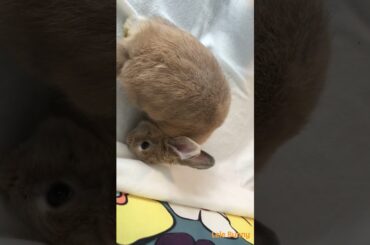 little angel/ baby bunny /Lele Bunny/ #bunny #babyanimals #rabbit #babypets #pets #smartrabbits