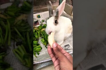 Cute bunny eating banana #bunny #rabbit #cute #animals #petrabbit