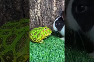 Cute rabbit and frog
