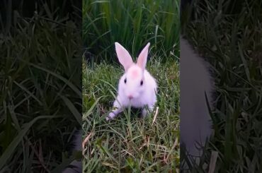 Baby rabbit eating grass #bunnybaby #pet #cute #animal #bunny #honeybunny #cuteanimal #rabbit