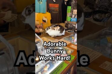 Adorable Bunny Helps Ring Up Customers at Store