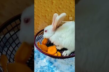 #shorts #cute #baby #rabbit#eating #reels #love #animals #funny #comedy #pets #trending  #new