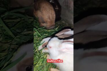 Cute rabbit #viralvideo #shortvideo #animals