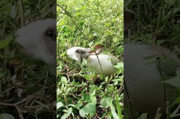 cute bunny//Rabbit video//khorgosh short video//#shortfeed #peterrabbit #viralvideo #viralshorts