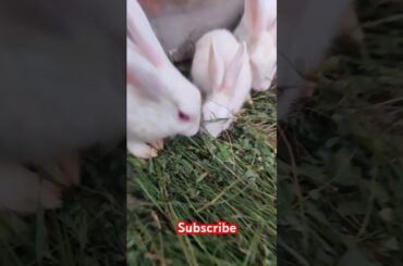 Cute rabbit #viralvideo #shortvideo #animals