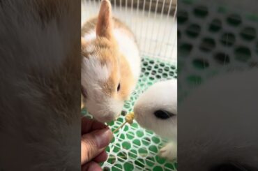 A cute little rabbit eating #cuterabbit #eating #rabbit #cute #pets #animals #cat #cuteanimals