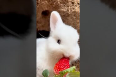 Cute rabbit part2 #cuterabbit #bunny #animals #animalshorts #shorts #youtubeshorts #xalmanshorts