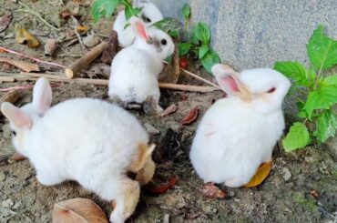 My Bunny reaction - Cute Baby Rabbits Playing, Feeding Activities