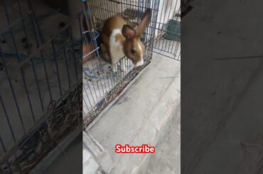 Cute rabbit #viralvideo #shortvideo #animals