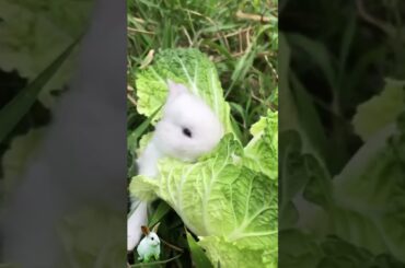 healthy vegetables for cute bunnies  #cute #animals #rabbit