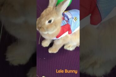 Lele Bunny/ #rabbit #bunny #mammal #cute #smartrabbits #pet #pets #babyanimals #cutebunny