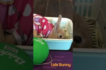 Lele Bunny/ #rabbit #bunny #mammal #cute #smartrabbits #pet #pets #babyanimals #cutebunny