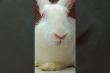 Cute rabbit video |#comedyvideos #shorts #viralshorts #cute #shortsfeed
